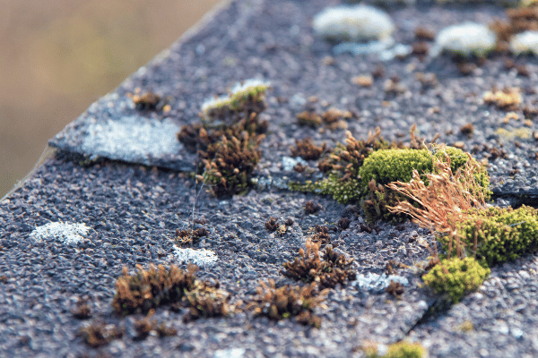 Why Moss Growth Is a Problem for Washington Roofs Why Moss Growth Is a Problem for Washington Roofs